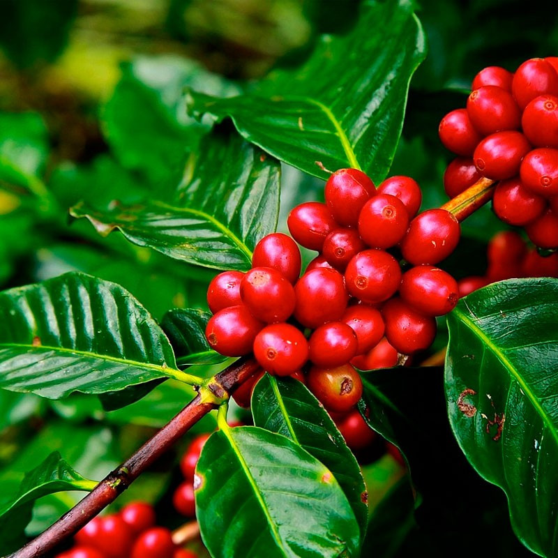Planta de cafeto